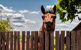 curiosity / ***