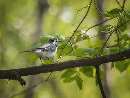 Wagtail / ***