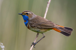 Bluethroat / ***