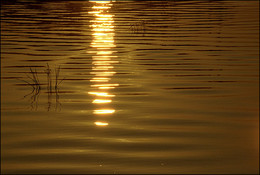 Gold Track / ***