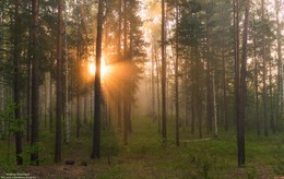 Morning in the forest. / ***