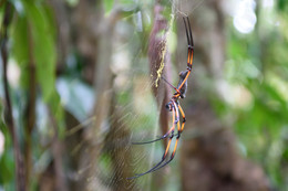 &nbsp; / Eine weibliche Palmspinne aufgenommen auf den Seychellen