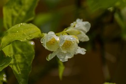 Jasmine / ***