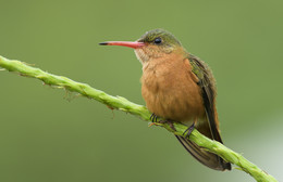 Cinnamon hummingbird / Cinnamon hummingbird