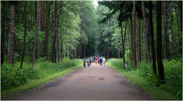 Evening in the forest park / ***