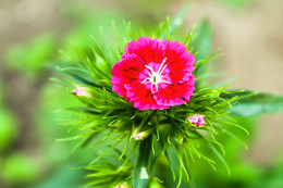 Flower / ISO 250 55mm f5.6 1/80