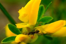 Ant / ***