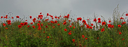 Poppies / [img]http://rasfokus.ru/upload/comments/5d249455fd4080dd63bdf31ee2764350.jpg[/img]
[img]http://rasfokus.ru/upload/comments/5c2368e4f350e1a74ad8ec3aff2717c7.jpg[/img]
[img]http://rasfokus.ru/upload/comments/533a7f9c3a58ac2e175dc4aea50c9912.jpg[/img]
