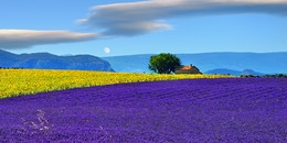 &nbsp; / Plateau of Valensole, Provence, France