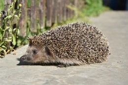 Hedgehog / .....