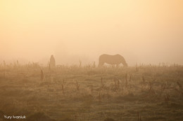 Rustic morning / ***