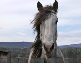 Handsome / ***