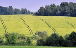 Golf, Russian field ... / ***