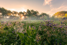 Grassland / ***