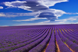 &nbsp; / Stunning landscape with lavender field under dramatic sky. Plateau of Valensole, Provence, France