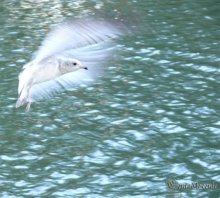 Larus cachinans / ***