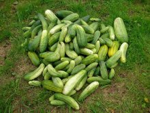 cucumber love / ***