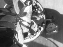 growth time / ***