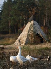 Geese in a tepee. / ***