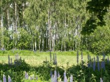 Window in the summer / ***