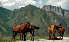 on the roads of the Altai / ***