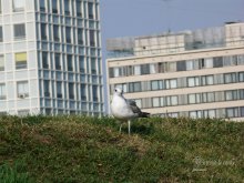 Larus cachinans / ***