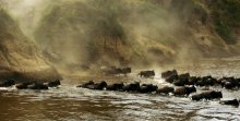 Most migration. Masai Mara. Battlefield. Ferry / ***