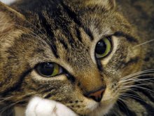 A hard day's night / ***