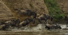 Most migration. Masai Mara river crossing. Battlefield / ***