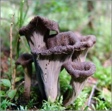 Mushrooms. / ***