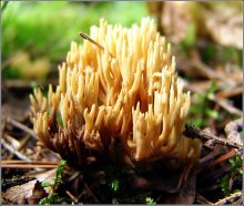 Belarusian corals. / ***