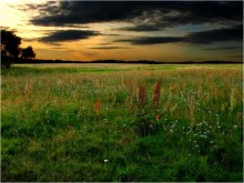 Evening Meadow / ***