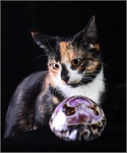 About thoughtful kitty. / ***