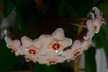 Tears of Beauty / ***