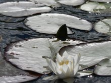 Lily / ***