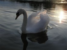 White swan on a pond / ***