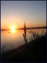 reed / ***