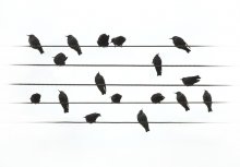 Melody avian orchestra ... / ***