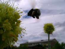 Flight of the Bumblebee / ***