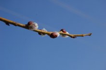 early spring / ***