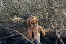 beaver, too, wants to eat) / ***