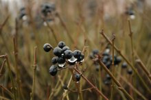 Autumn fresh spring / ***