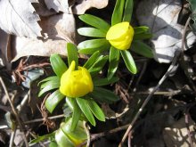 snowdrops / ***