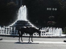 Pprgulka horse in the sunlight in the center of Minsk / ***