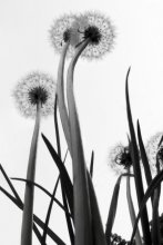 dandelions / ***