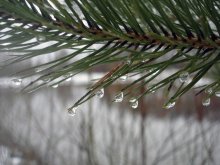 Tears of needles / ***