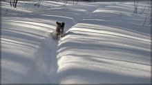 dog that rushes colorful field / .....