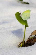 where the spring is born / ***