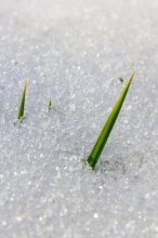 where born vesna2 / ***