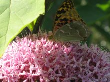 Butterfly / ***